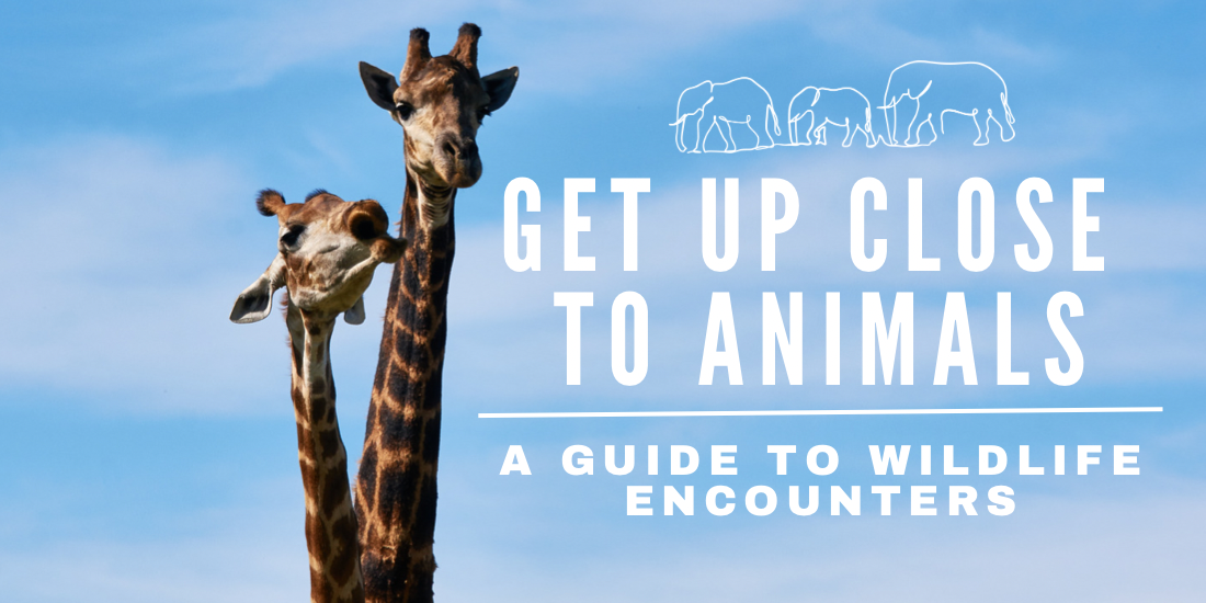 El Camino travel memories bracelets Blog Post Get Up Close To Animals - guide to wild life encounters cover image - two giraffes with a blue sky behind them with light fluffy clouds.