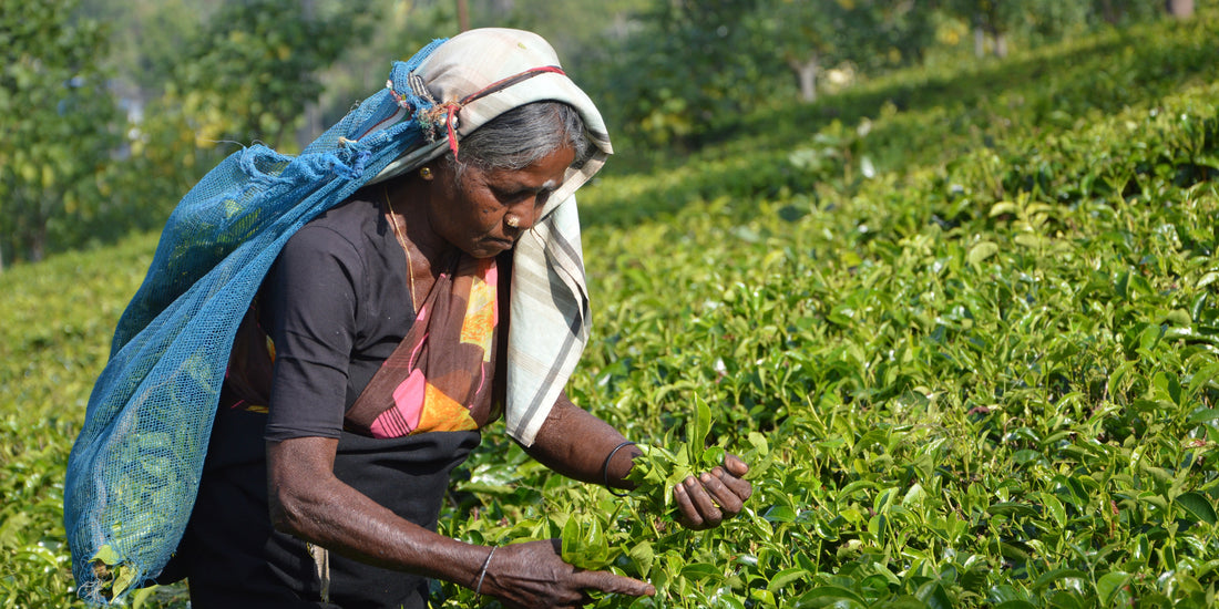 Sri Lankan woman picking tea